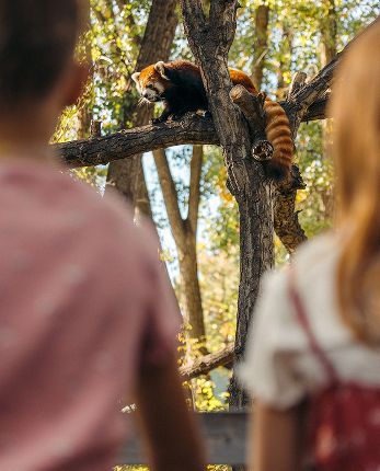 Discover Card Placeholder